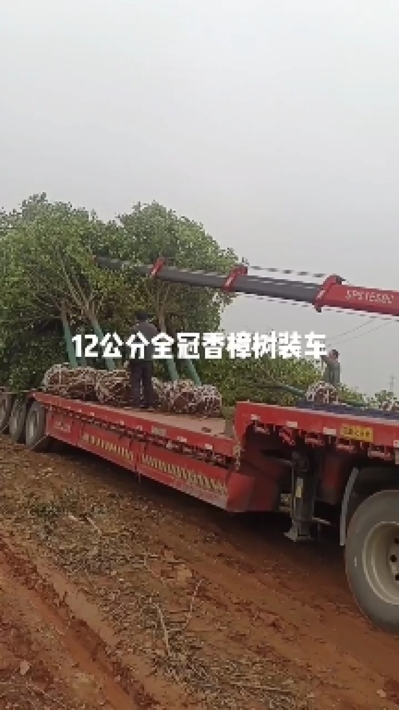 香樟树10公分12公分15公分18公分20公分22公25