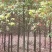 香樟树10公分12公分15公分18公分20公分22公25