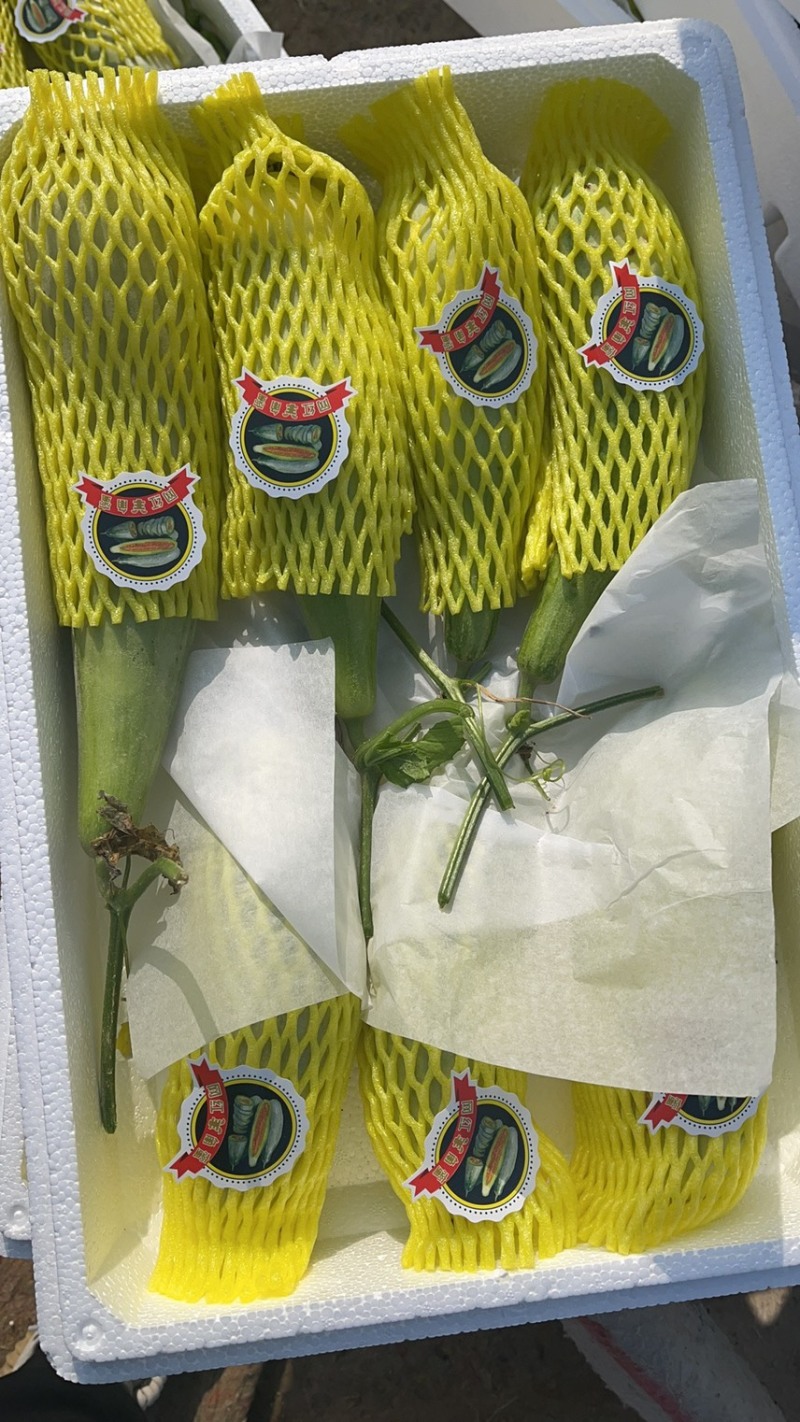 山东羊角蜜甜瓜，香甜可口，基地直供保质保量，量大价优