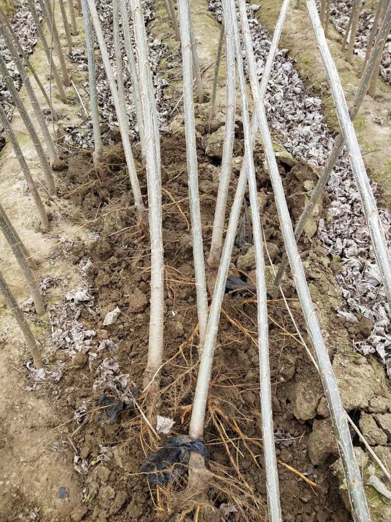 大量出售一年速生杨树苗。