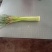云南大理红帽蒜苔产地供货