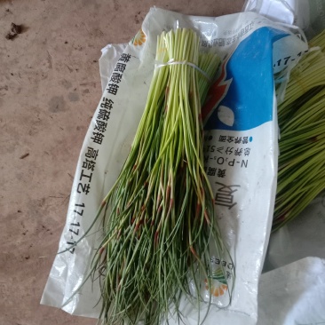 云南大理红帽蒜苔产地供货