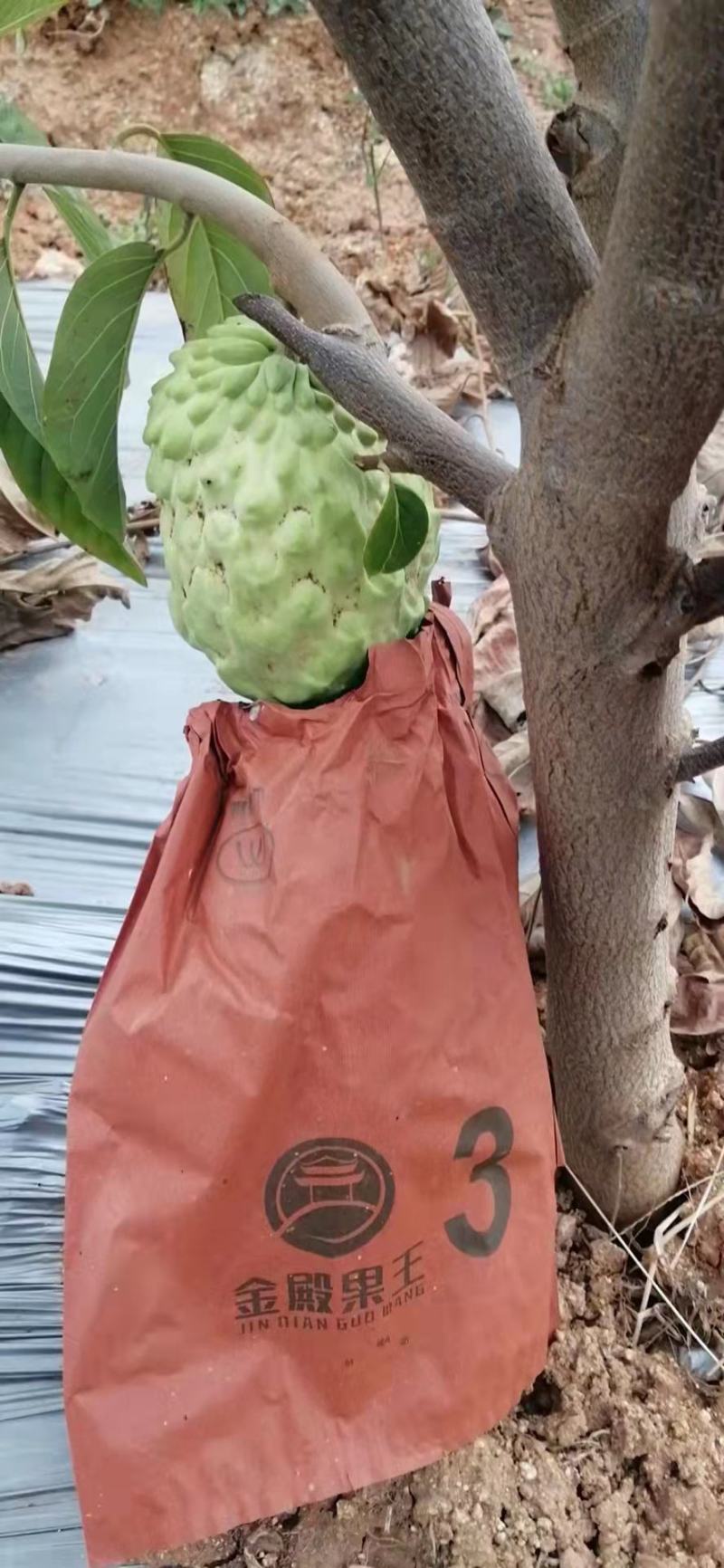 云南省元谋精品释迦果，产地直发，一手货源