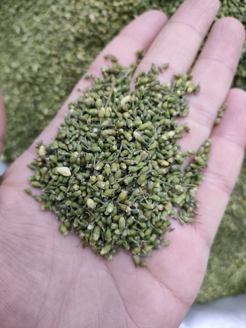 槐米槐花米颜色青货净。足斤足量纯无硫各种中药材批发