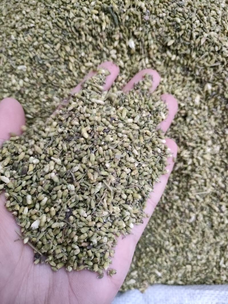 槐米槐花米颜色青货净。足斤足量纯无硫各种中药材批发