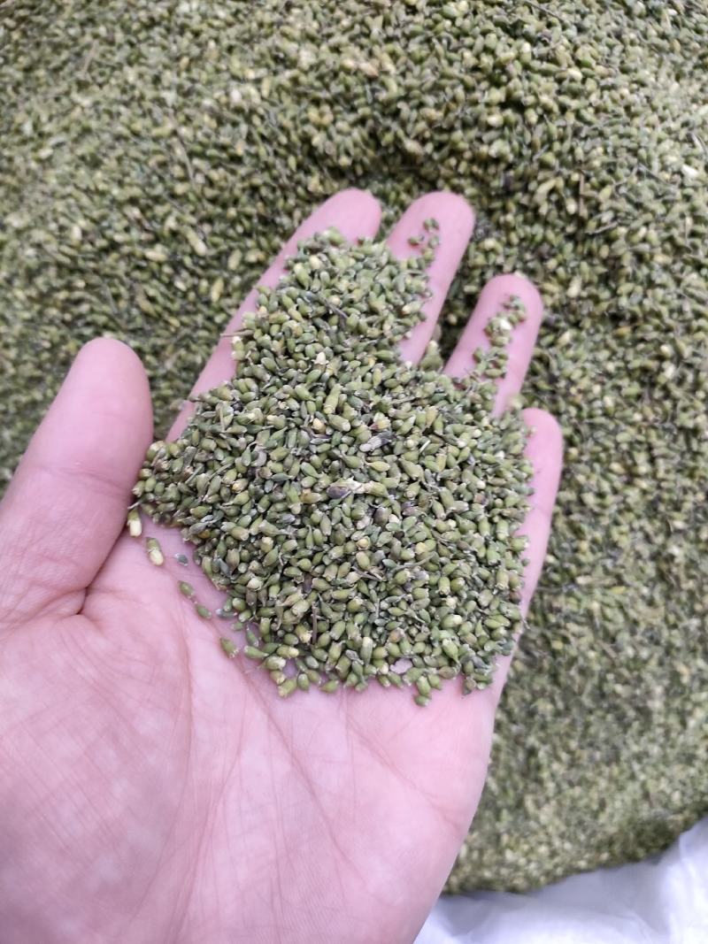槐米槐花米颜色青货净。足斤足量纯无硫各种中药材批发