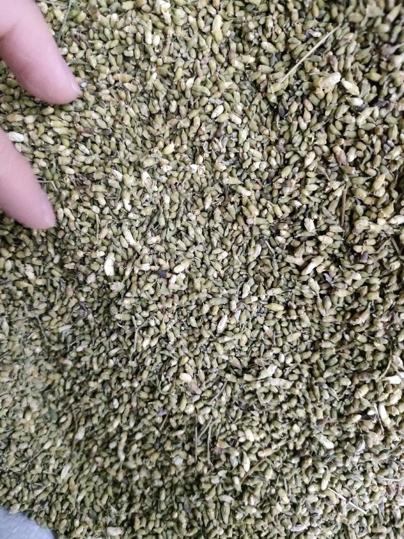 槐米槐花米颜色青货净。足斤足量纯无硫各种中药材批发