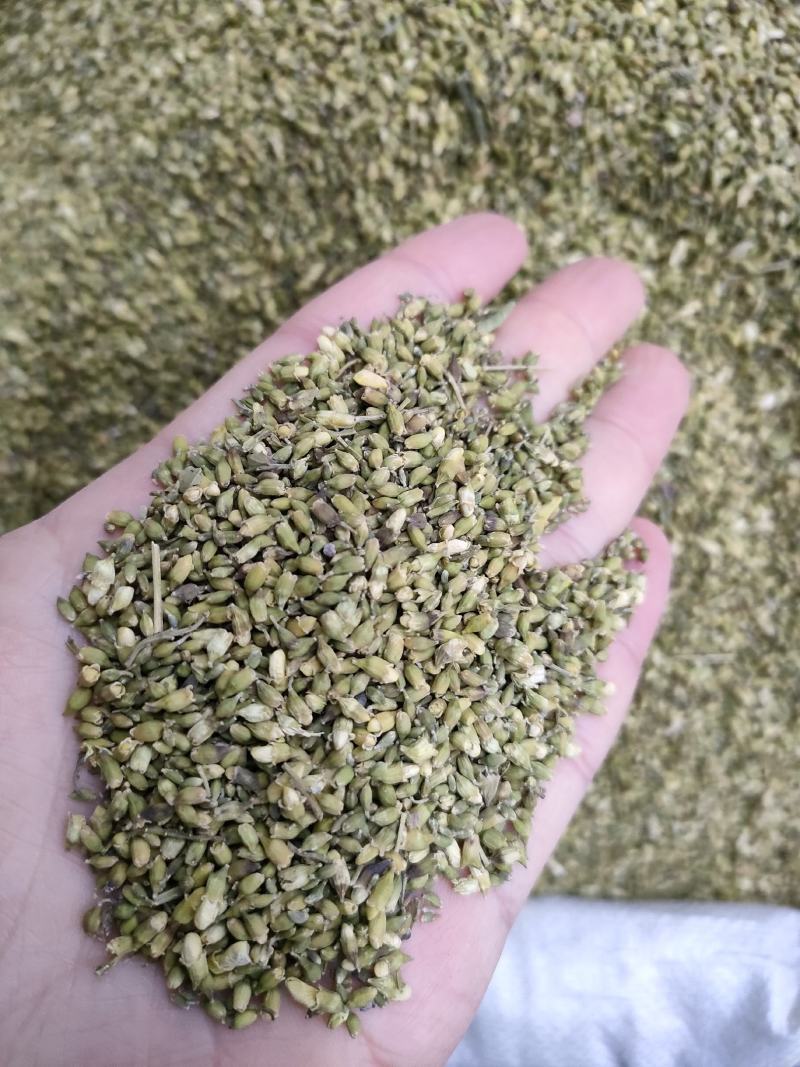 槐米槐花米颜色青货净。足斤足量纯无硫各种中药材批发