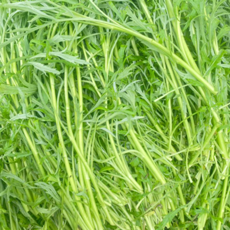 芦蒿青蒿江苏镇江本地芦蒿