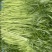 芦蒿青蒿江苏镇江本地芦蒿