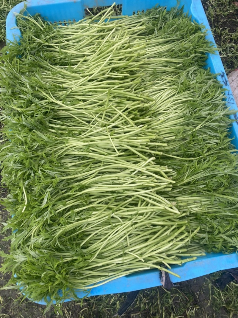 芦蒿青蒿江苏镇江本地芦蒿