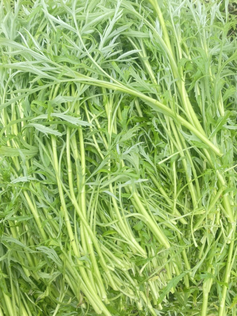芦蒿青蒿江苏镇江本地芦蒿