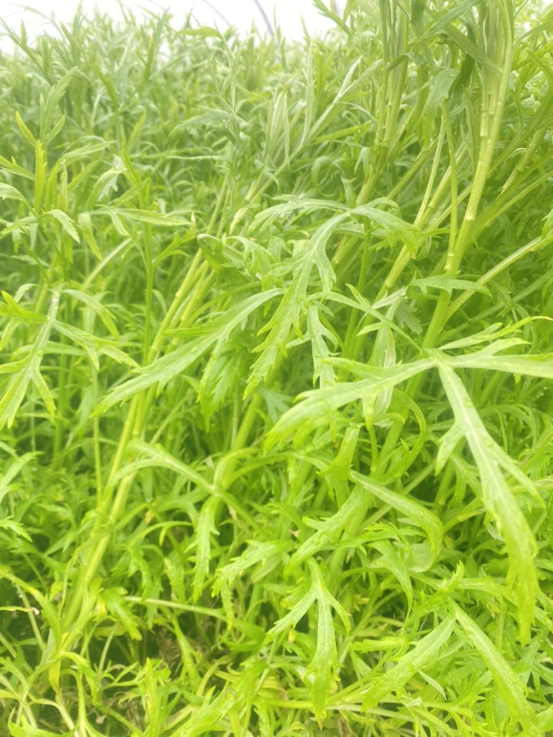 芦蒿青蒿江苏镇江本地芦蒿