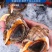 包邮）鲜活大海螺新鲜贝类海鲜水产鲜活4斤产地直发
