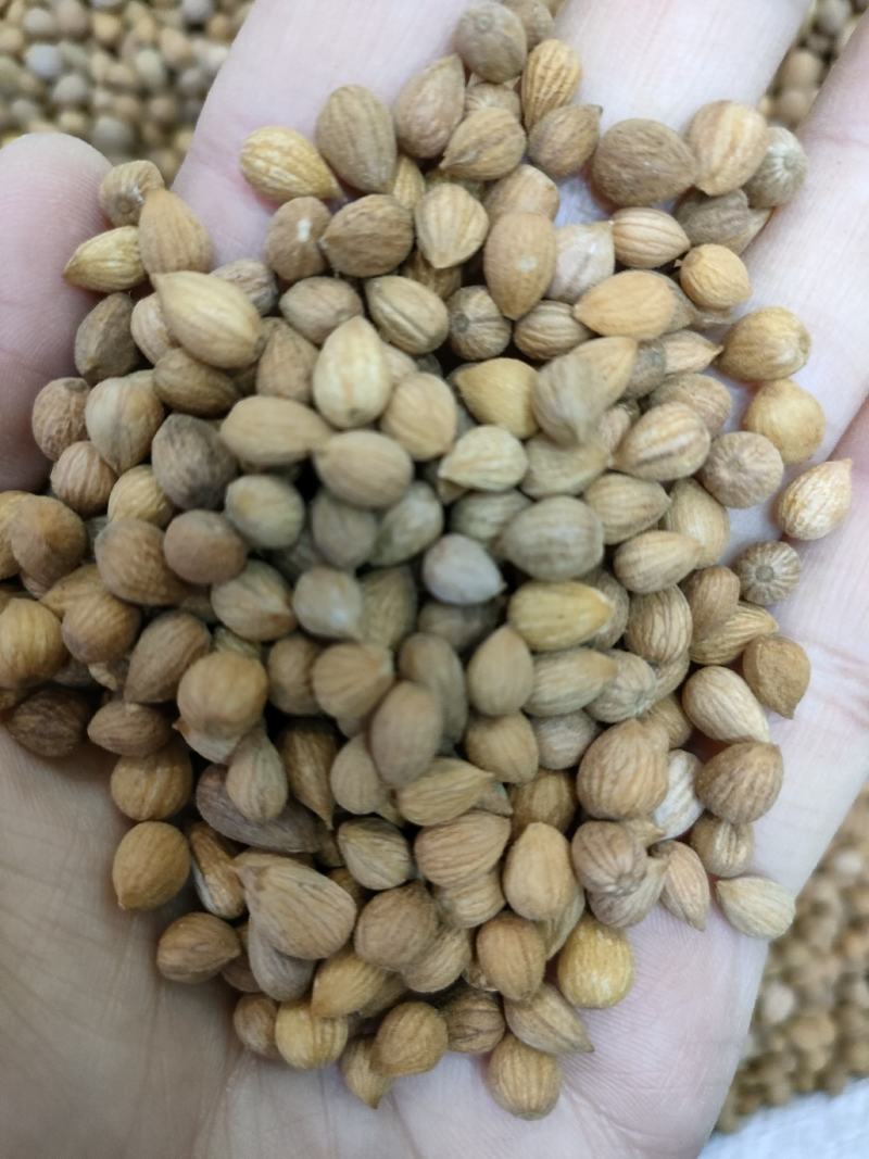 郁李仁小李仁山梅子李仁肉保正品足斤足量纯无硫