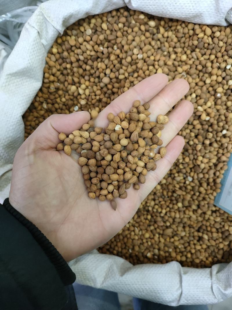 郁李仁小李仁山梅子李仁肉保正品足斤足量纯无硫