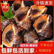 鲜活大海螺新鲜贝类海鲜水产鲜活4斤产地直发包邮