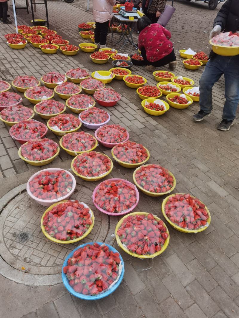 红颜大草莓产地直发，代收代购，硬度好、口感甜保证质量！