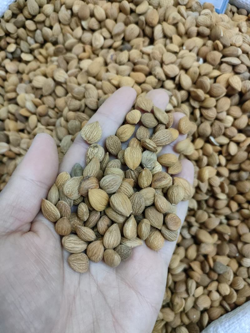 苦杏仁北杏仁苦杏仁河北道地产区足斤足量纯无硫无霉变无虫眼