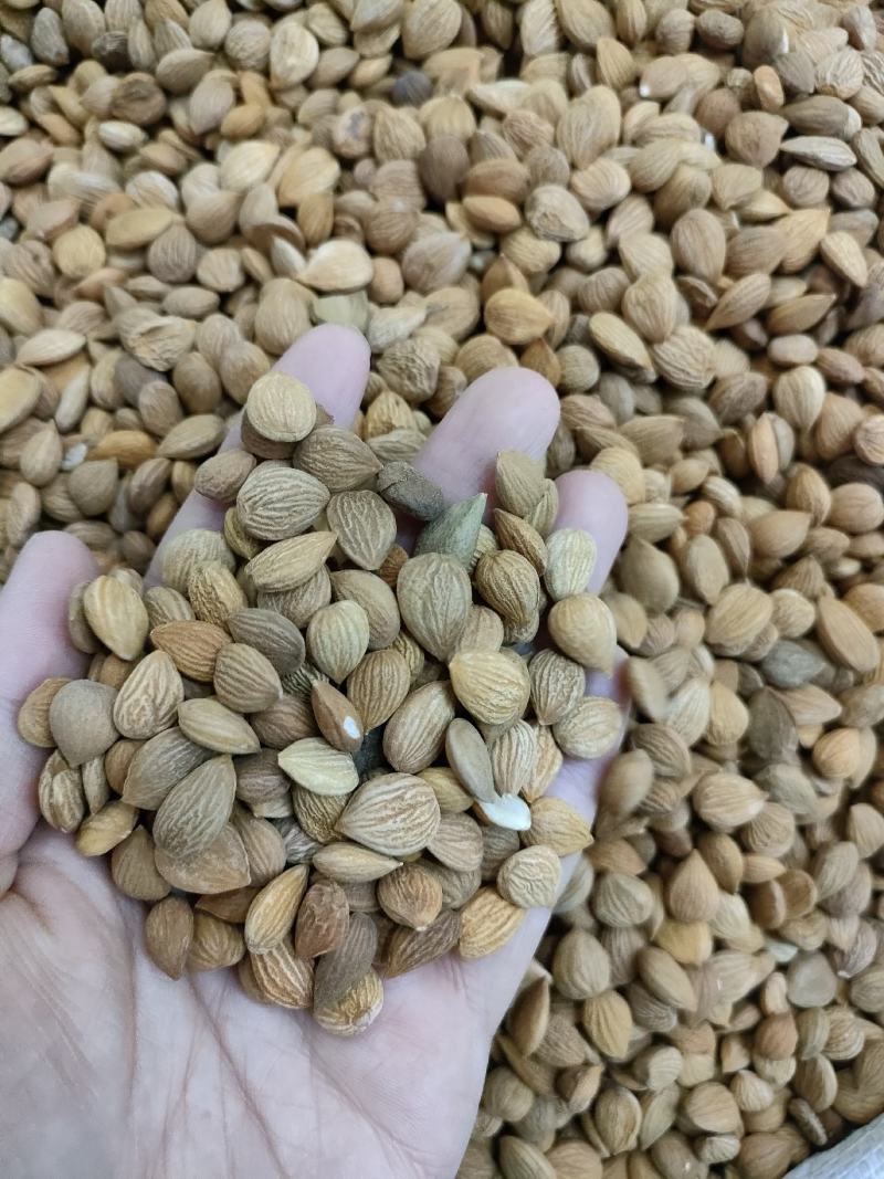 苦杏仁北杏仁苦杏仁河北道地产区足斤足量纯无硫无霉变无虫眼
