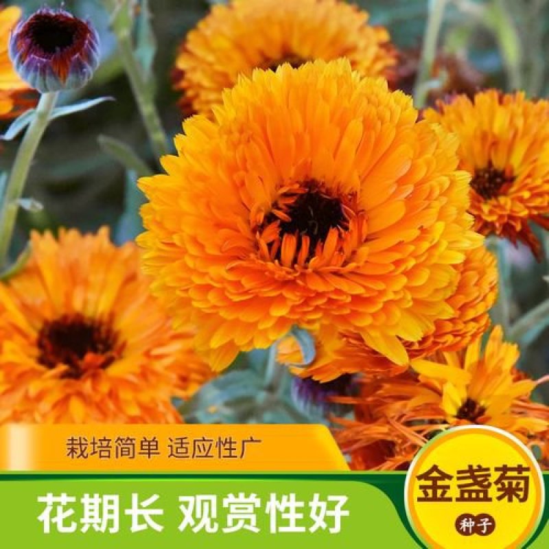 金盏菊种子矮生长生菊四季易种易活盆栽室外花卉密植花海