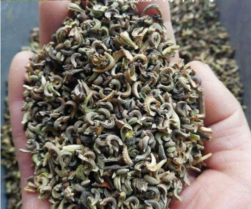 金盏菊种子矮生长生菊四季易种易活盆栽室外花卉密植花海