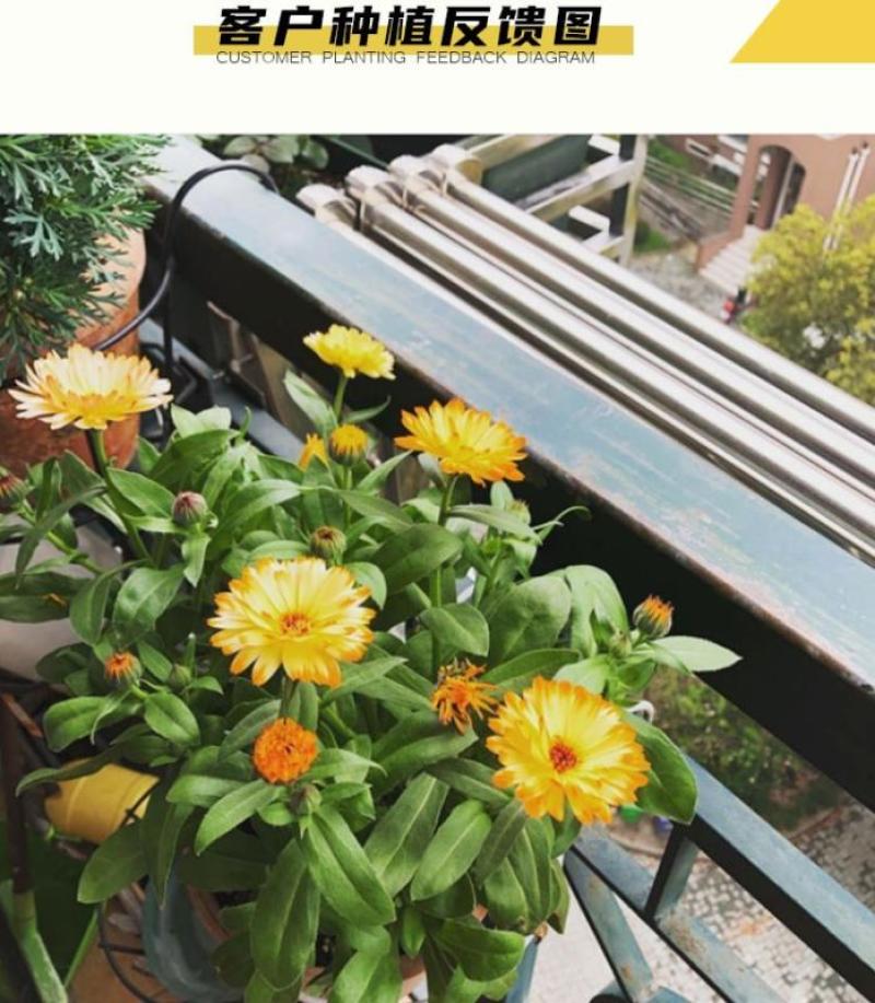 金盏菊种子矮生长生菊四季易种易活盆栽室外花卉密植花海