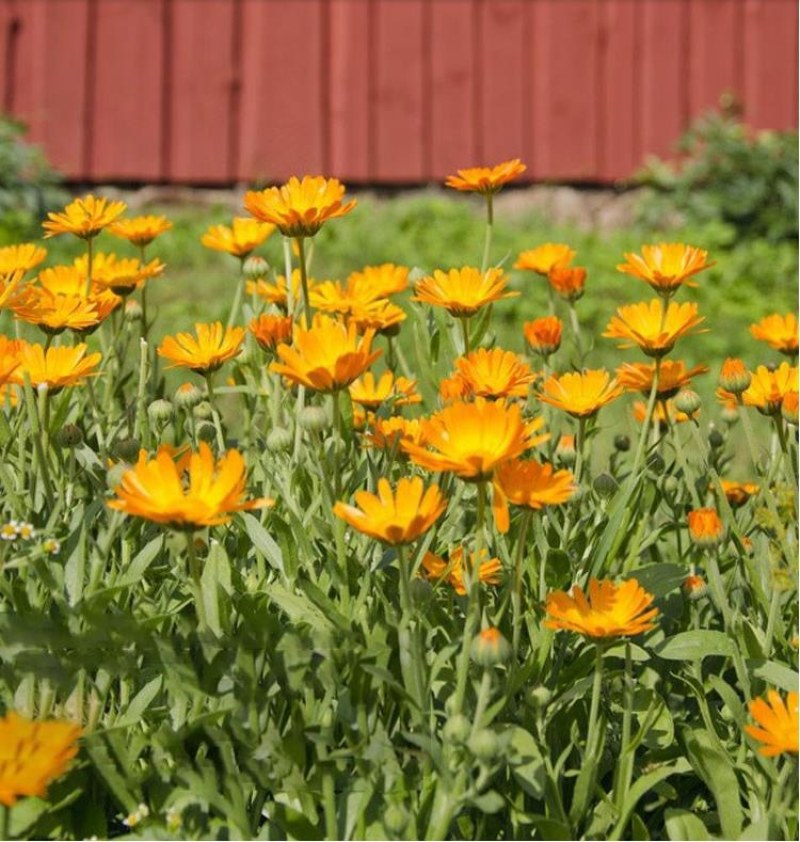 金盏菊种子矮生长生菊四季易种易活盆栽室外花卉密植花海