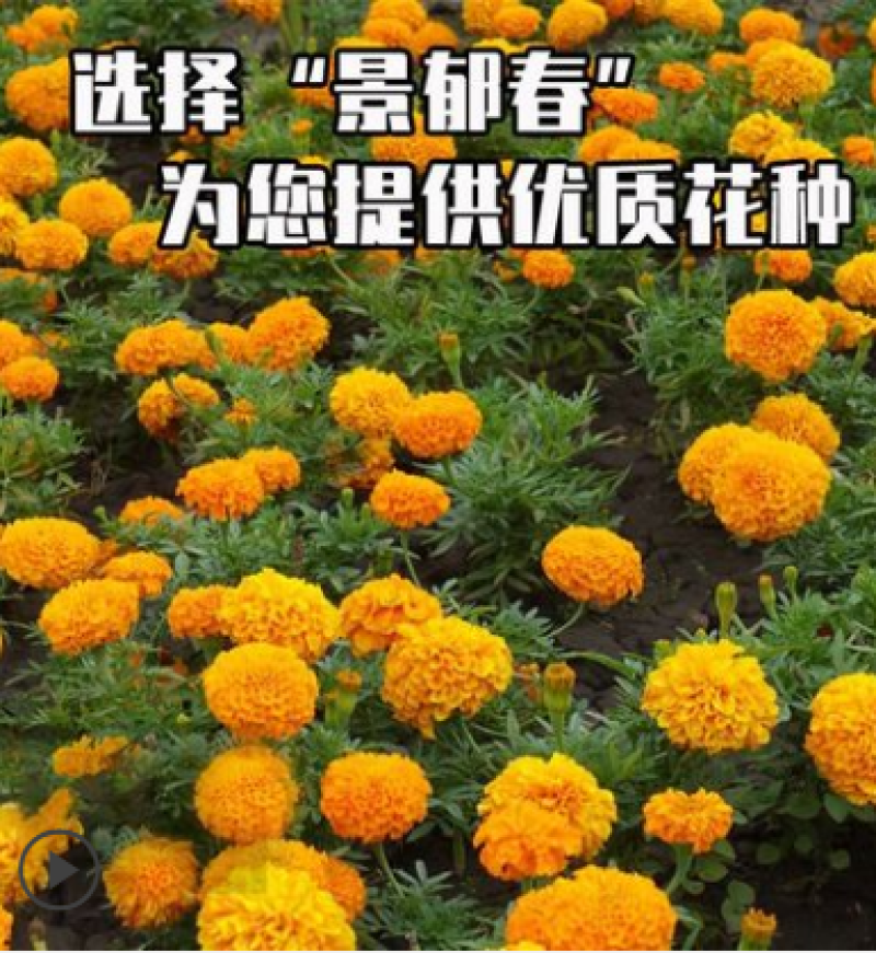 金盏菊种子矮生长生菊四季易种易活盆栽室外花卉密植花海