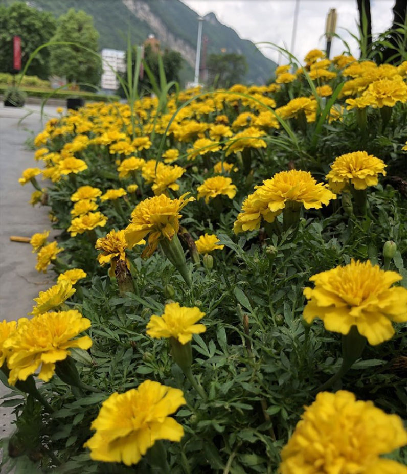金盏菊种子矮生长生菊四季易种易活盆栽室外花卉密植花海