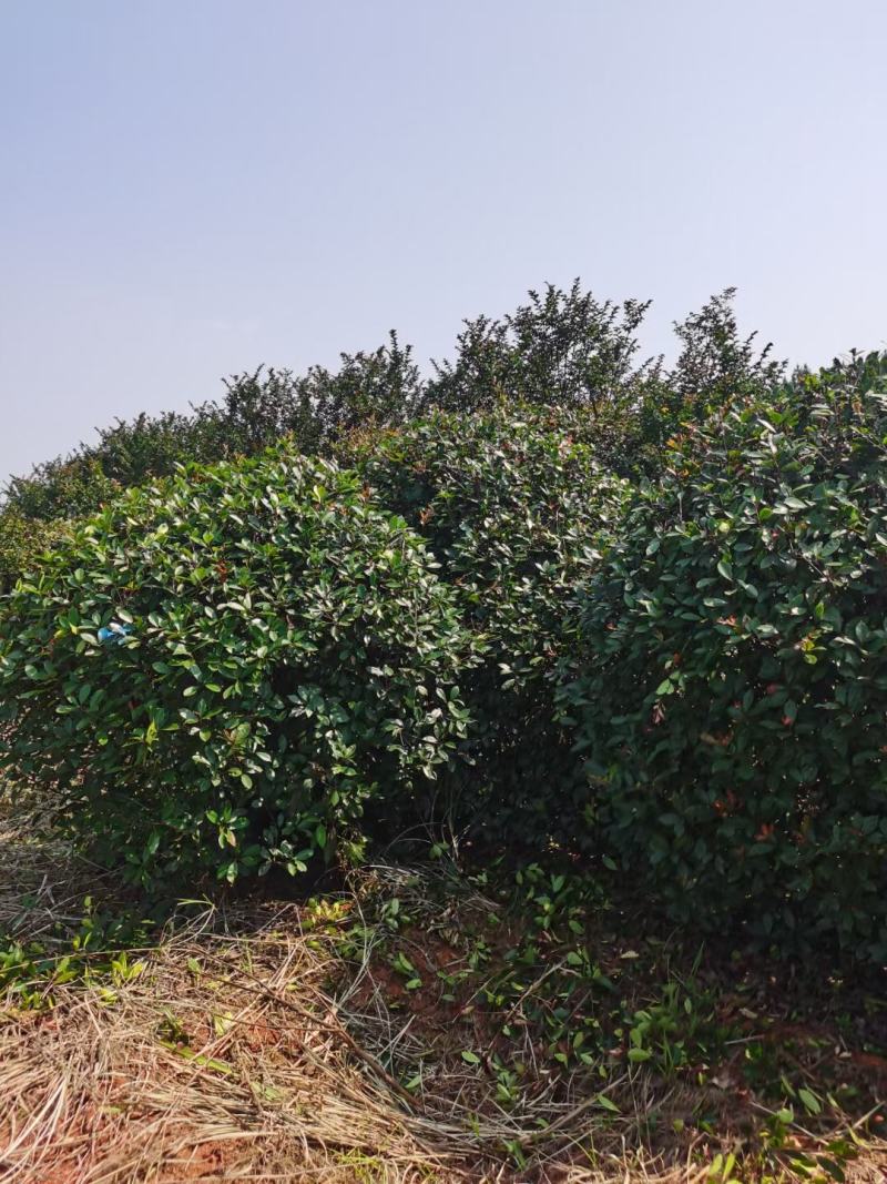 高杆红叶石楠树