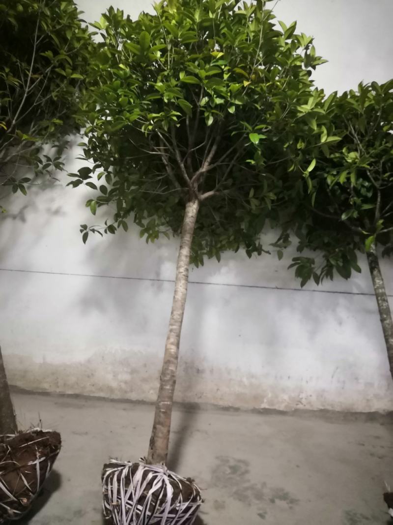 桂花树包邮价带土球发货农户自产直销零售批发