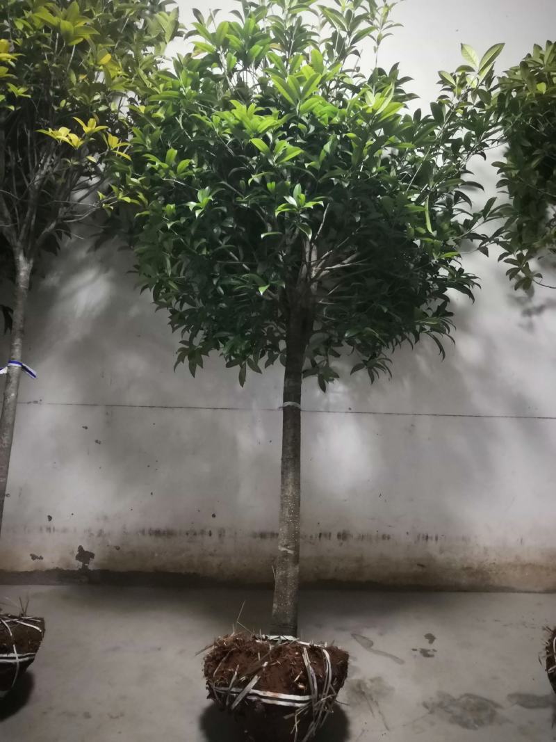 桂花树包邮价带土球发货农户自产直销零售批发