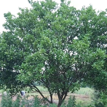 香橼树