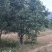 香橼树