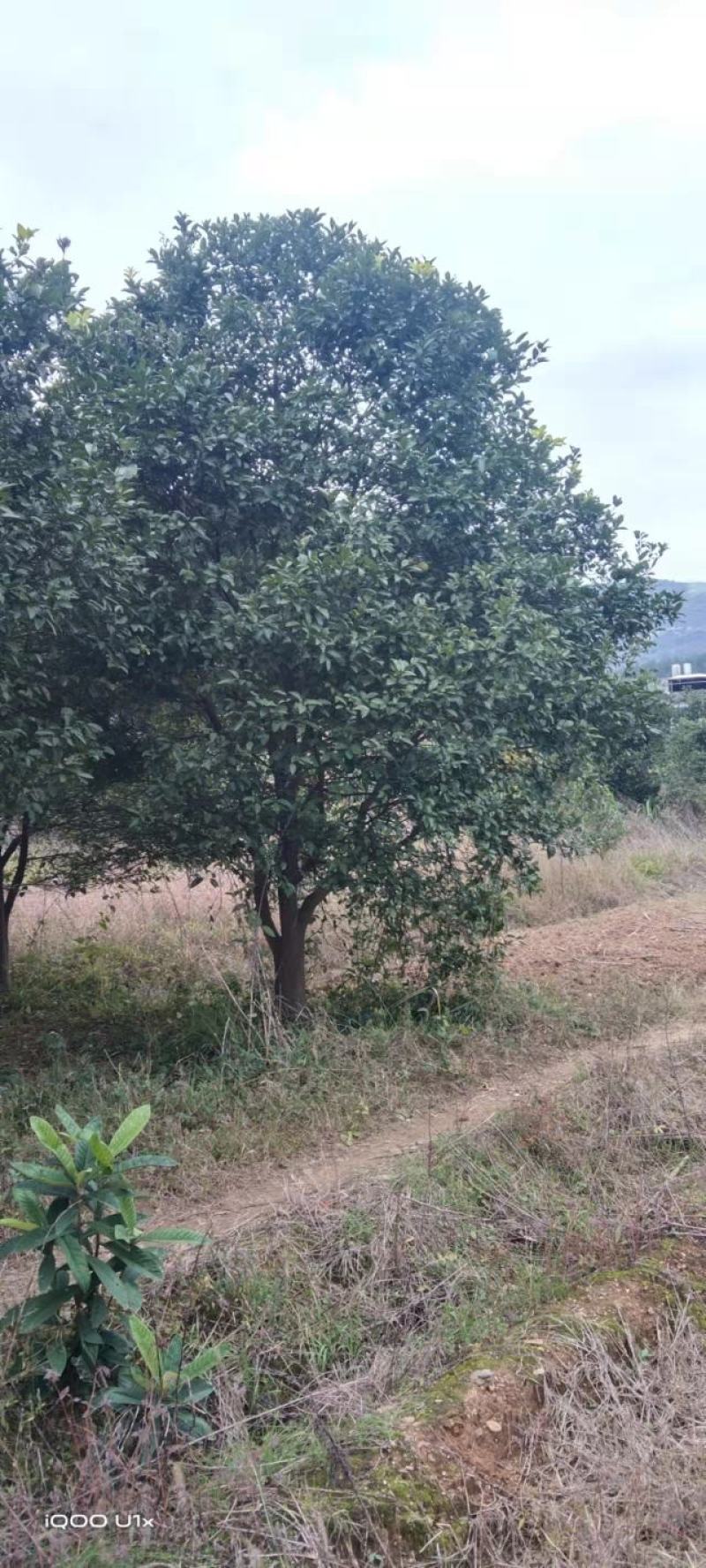 香橼树