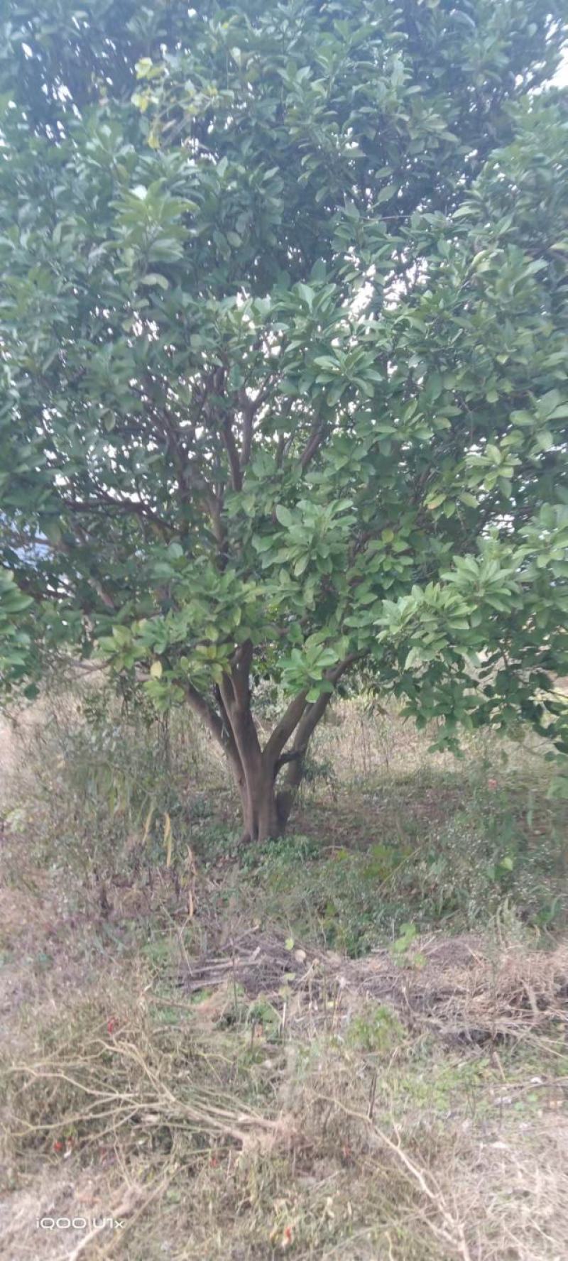 香橼树