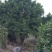 香橼树