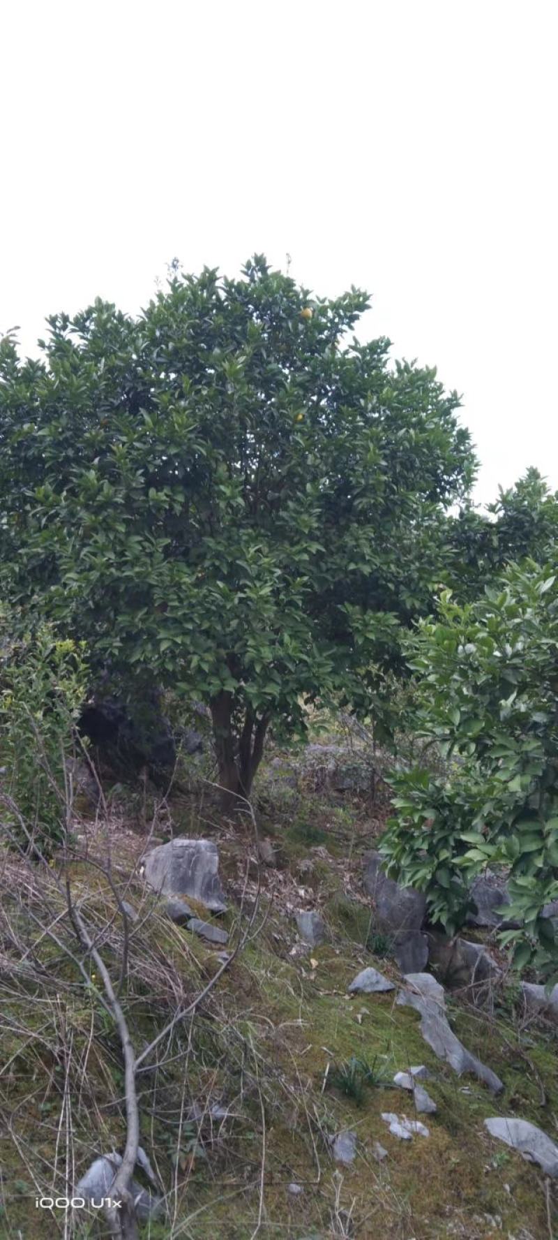香橼树