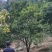 香橼树