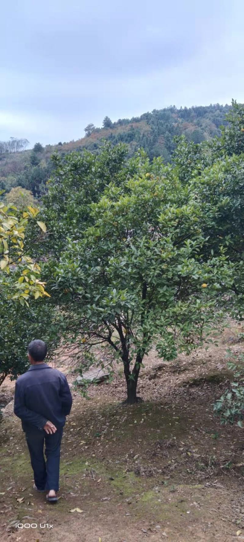 香橼树