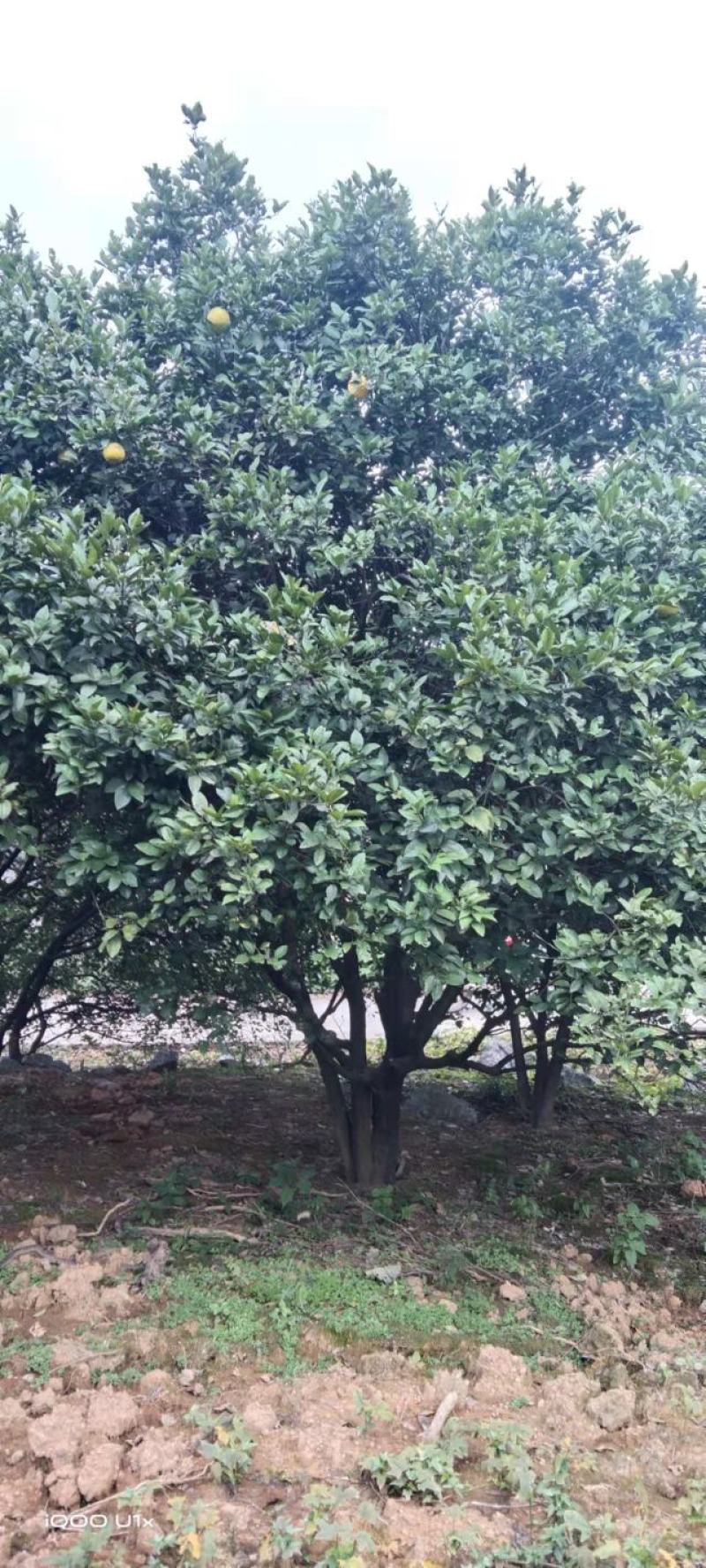 香橼树