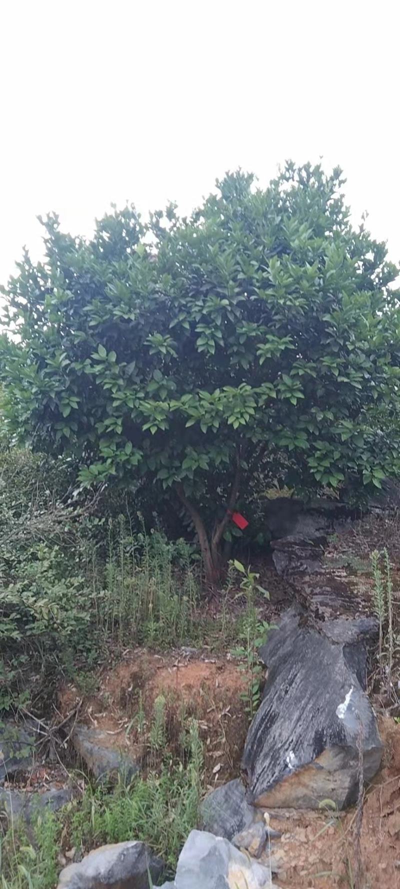 香橼树