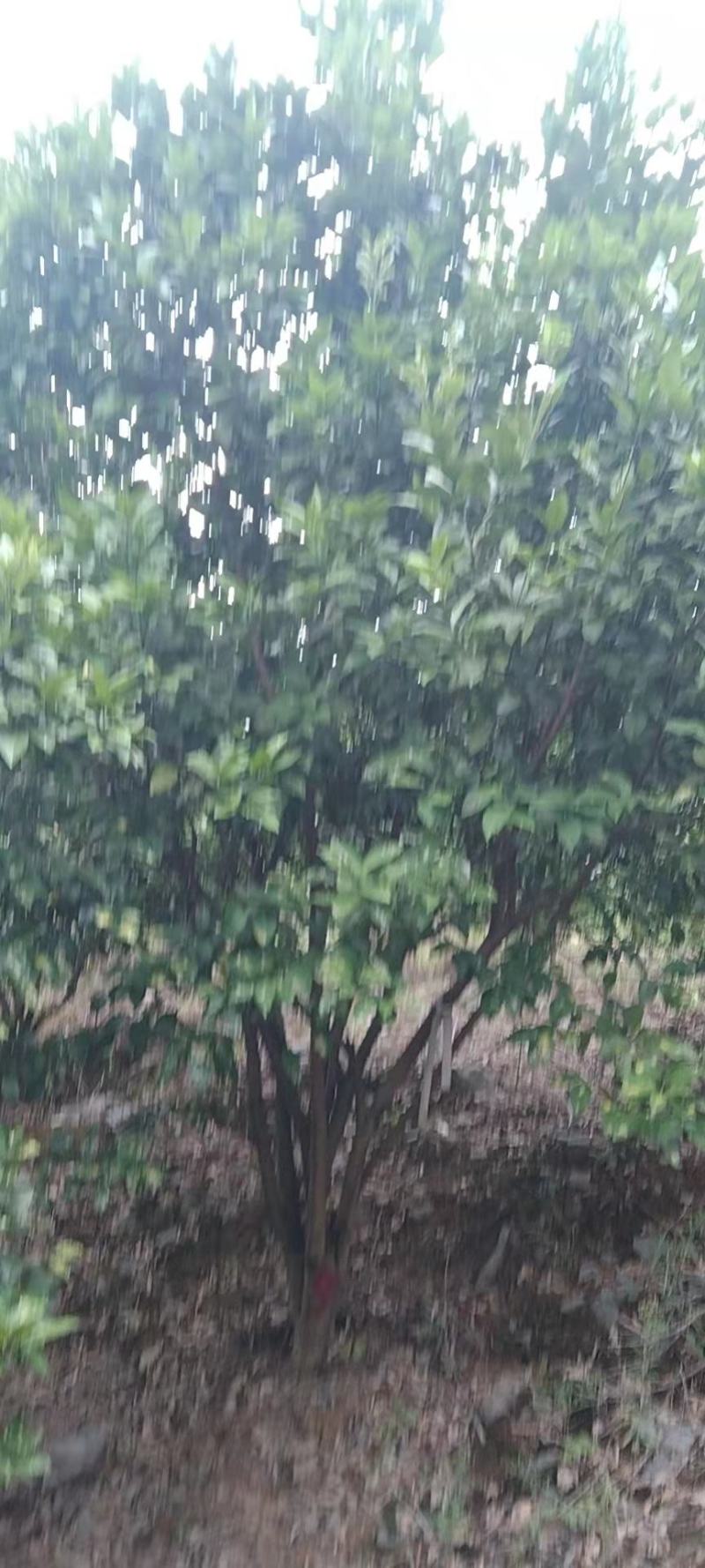香橼树