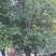 香橼树