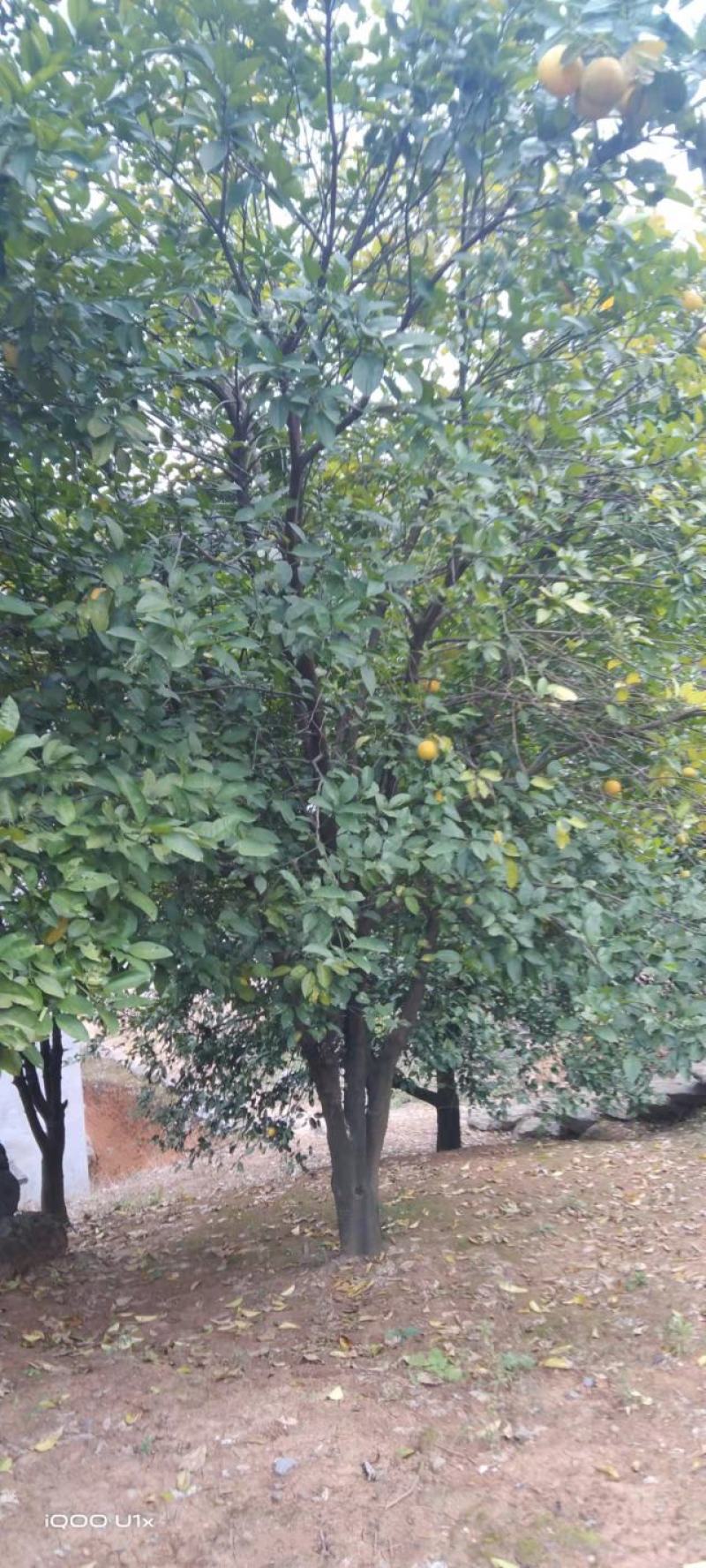 香橼树