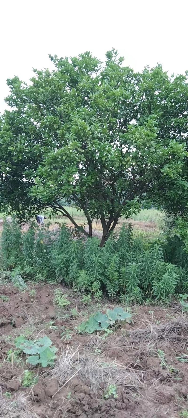 香橼树