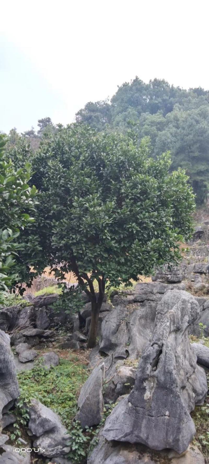 香橼树