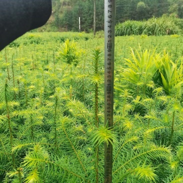 杉树苗，郴州杉木苗，广东杉木苗价格，杉木杯苗1米高，