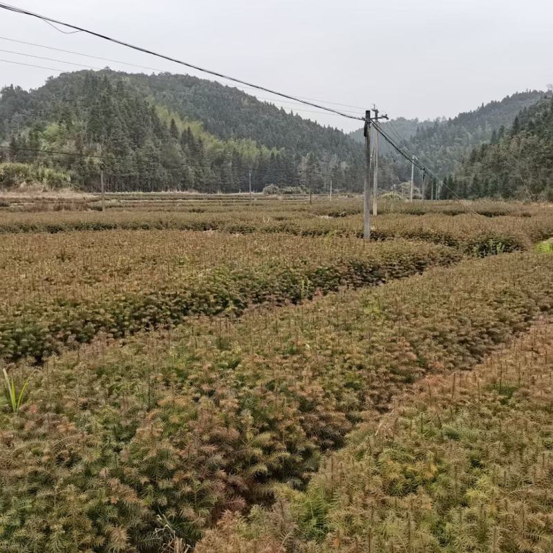 杉树苗，郴州杉木苗，广东杉木苗价格，杉木杯苗1米高，